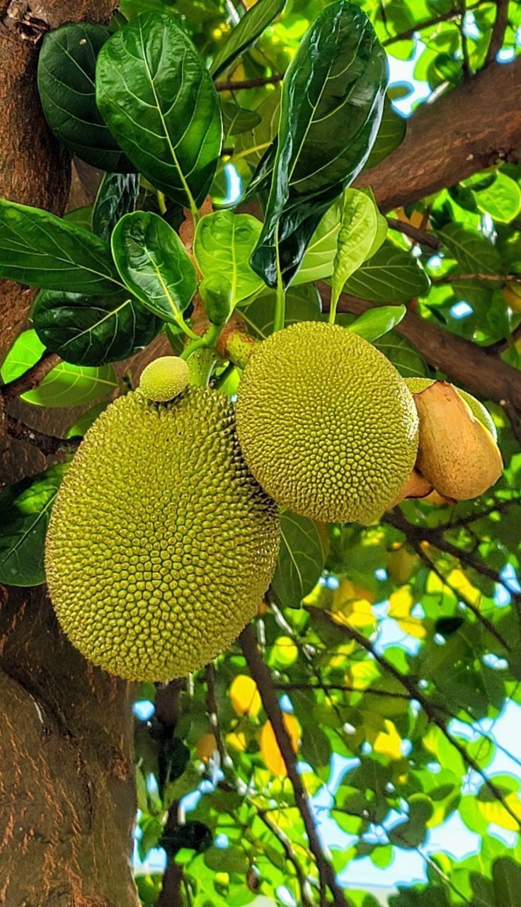 Kerala Jackfruit Chips