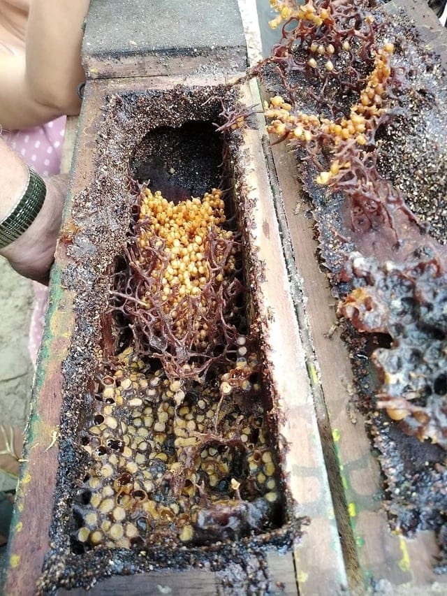 Stingless Bee Honey