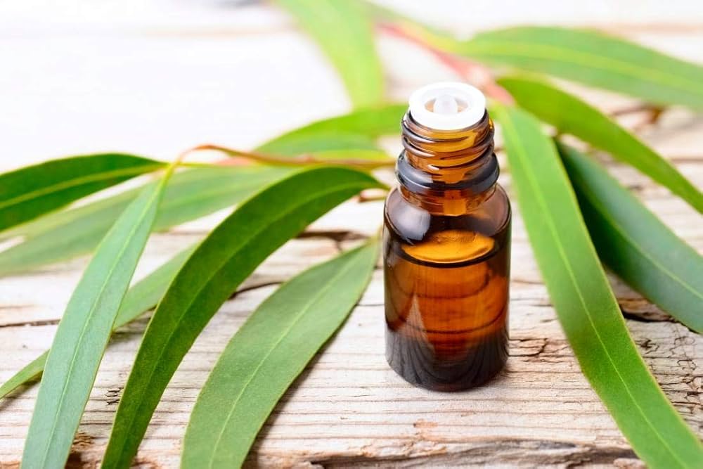 Eucalyptus oil