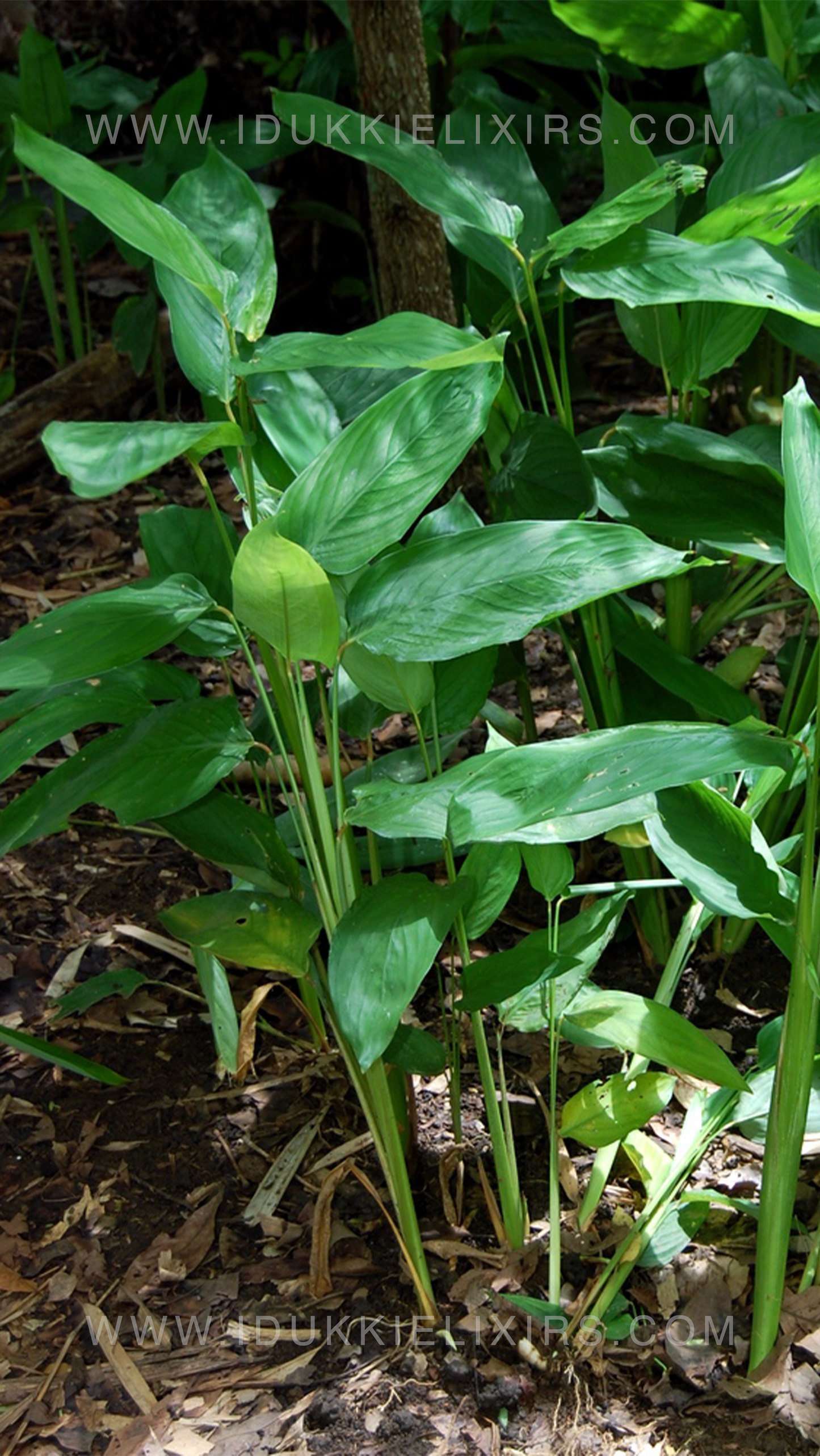Arrow Root Powder