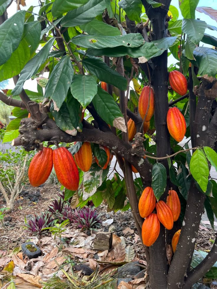 Coco Beans Dried