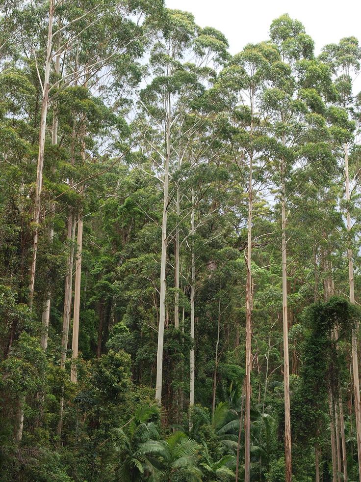 Eucalyptus oil