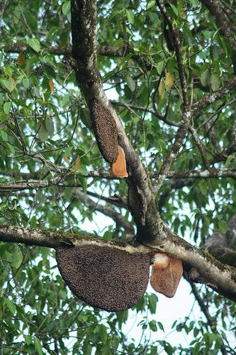 Wild Forest Honey