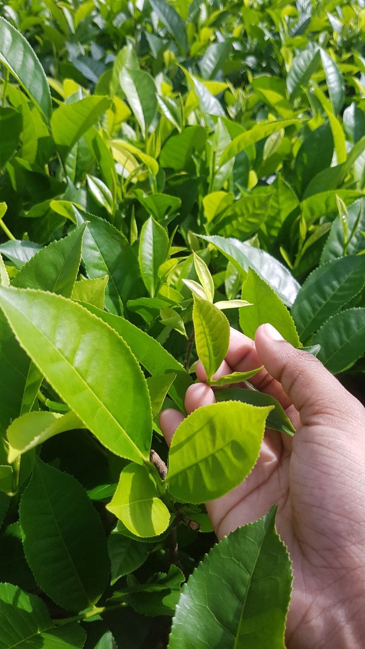 Green Tea
