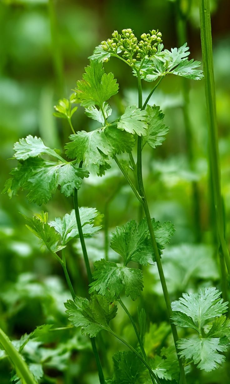 Coriander Powder