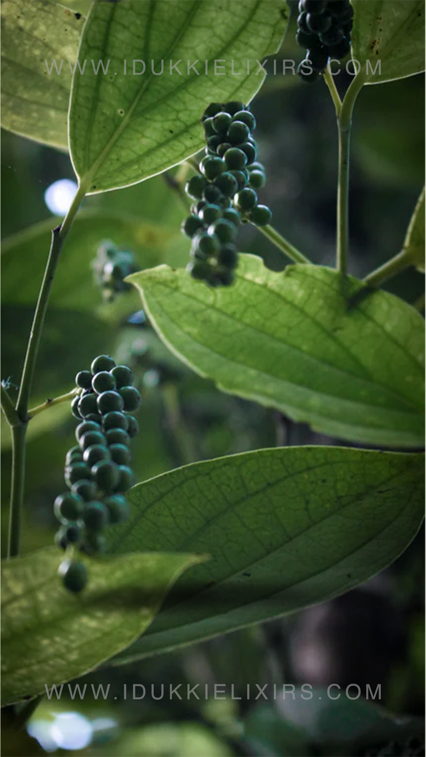 Black Pepper