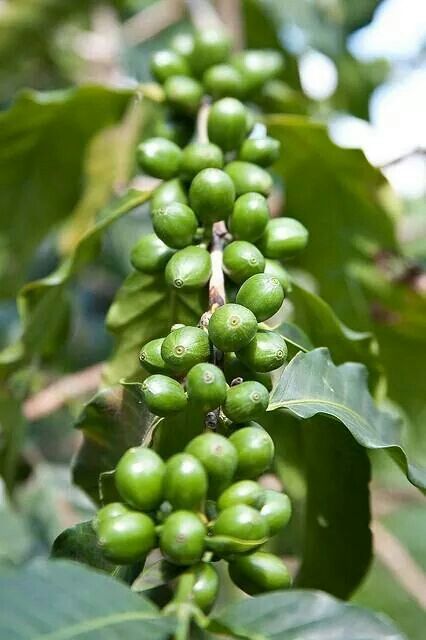 Green Coffee Powder