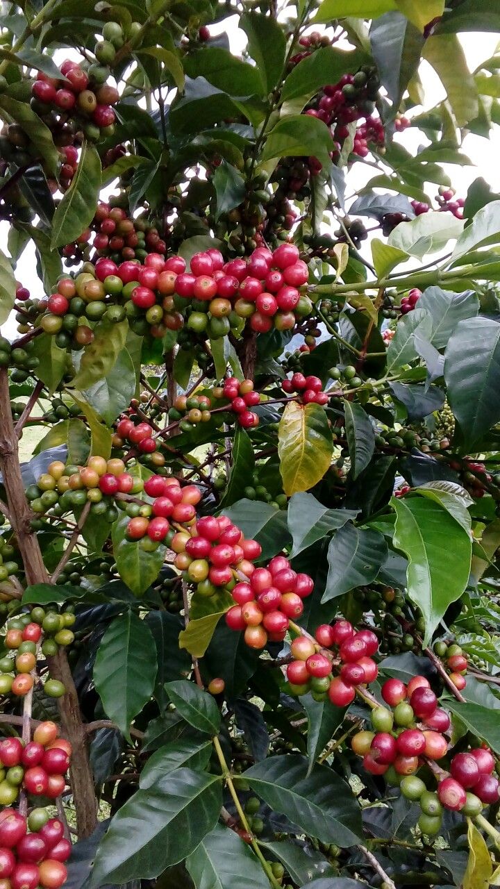 Idukki Elixirs Special Coffee