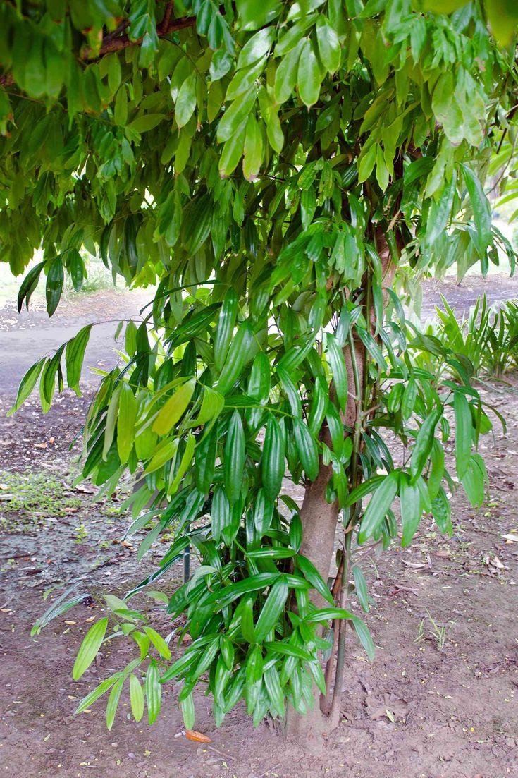 Cinnamon Bark