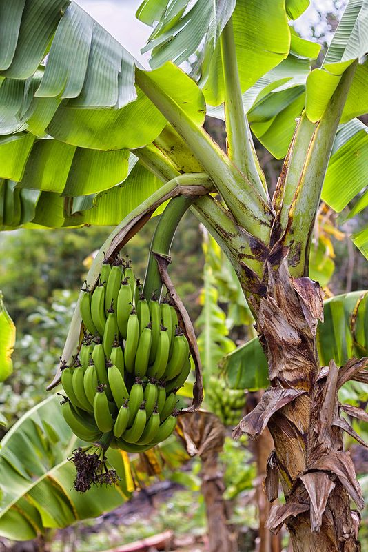 Kerala Banana Chips