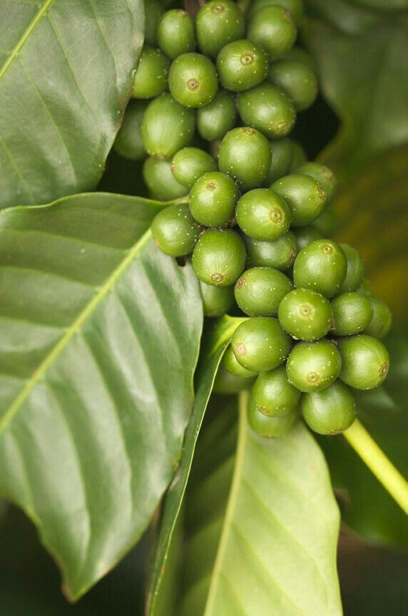 Green Coffee Beans