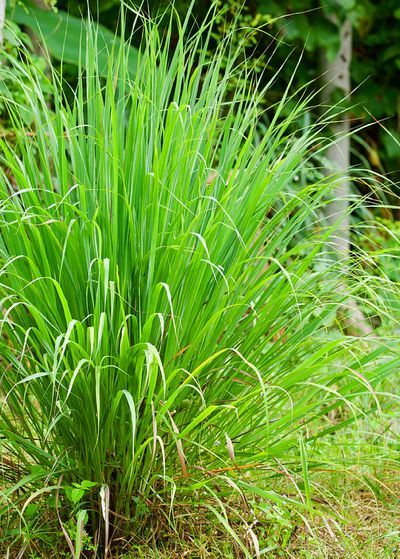 Lemongrass oil