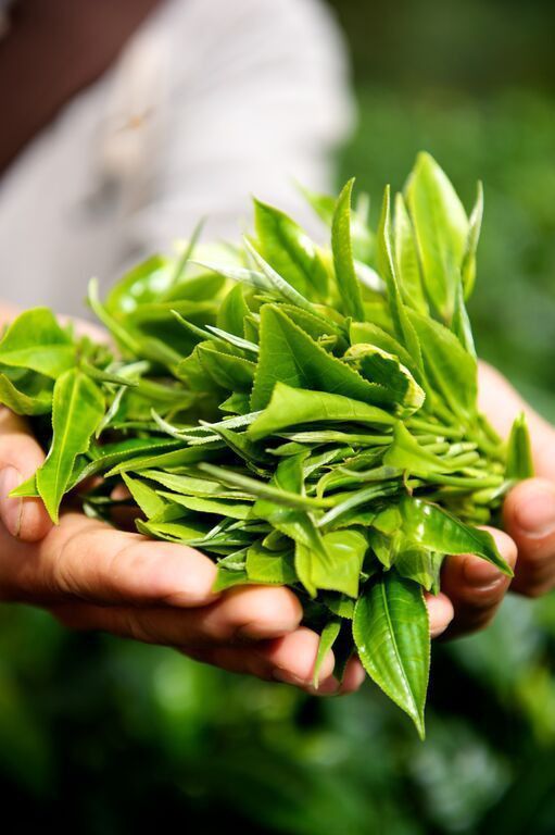 Idukki Elixirs Special Tea